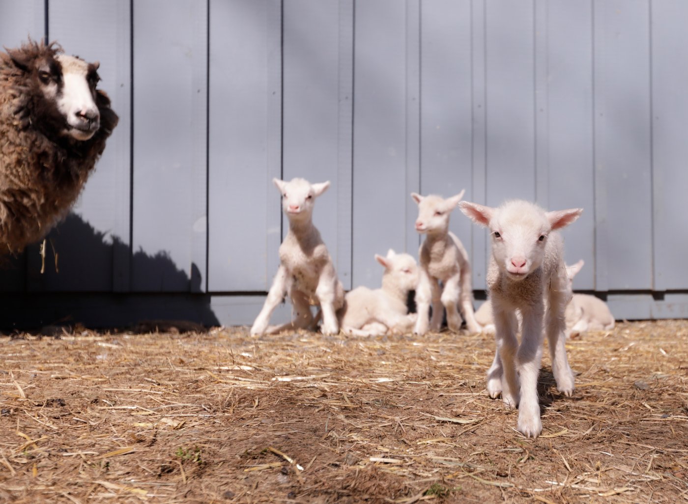 Farmers in Vermont expected a sheep to have twins. She ended up having rare sextuplets | iNFOnews.ca Farmers in Vermont expected a sheep to have twins. She ended up having rare sextuplets | iNFOnews.ca