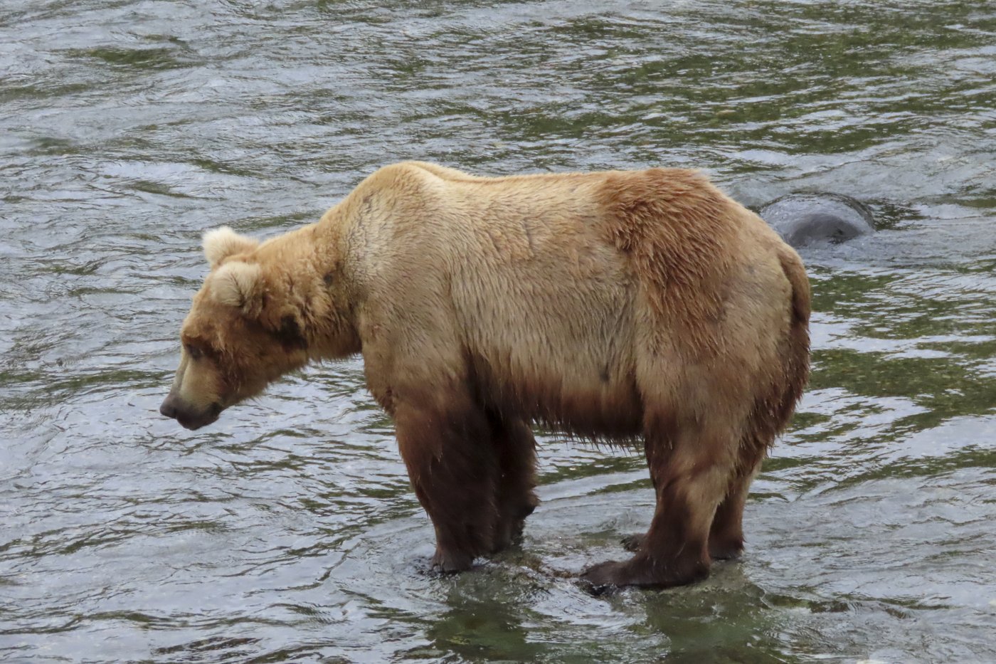 Online voting in Alaska's Fat Bear Week contest starts after an attack killed 1 contestant | iNFOnews.ca