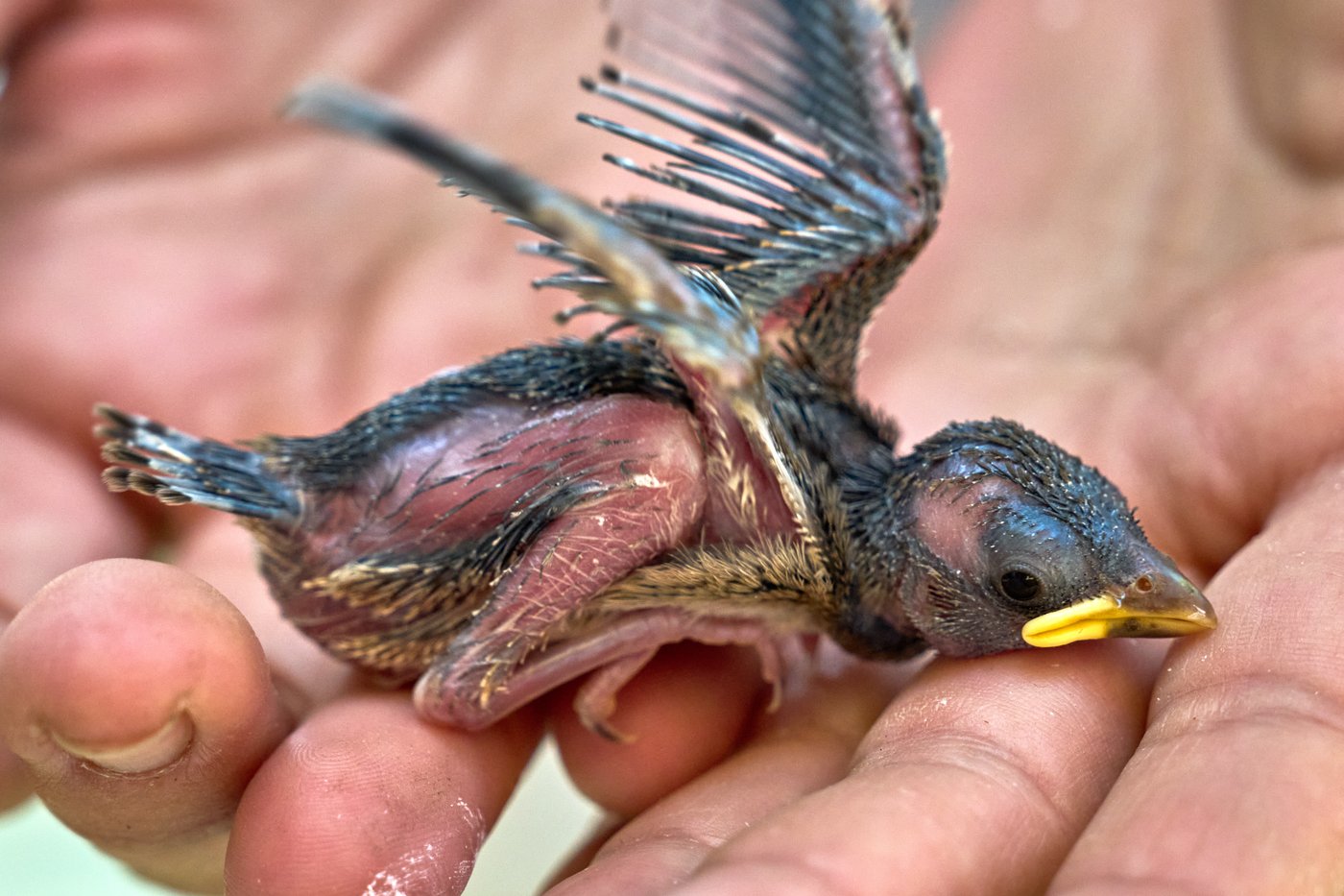 People aren’t the only ones hit by heat. What to do if you see wildlife affected by hot temperatures | iNFOnews.ca
