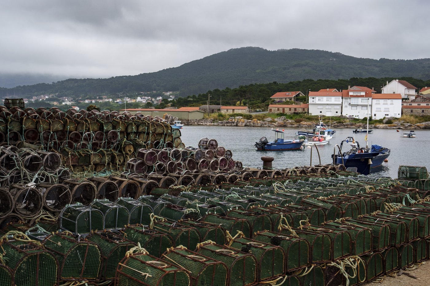 As octopuses dwindle in Spanish waters, suppliers look to imports and farming despite concerns | iNFOnews.ca