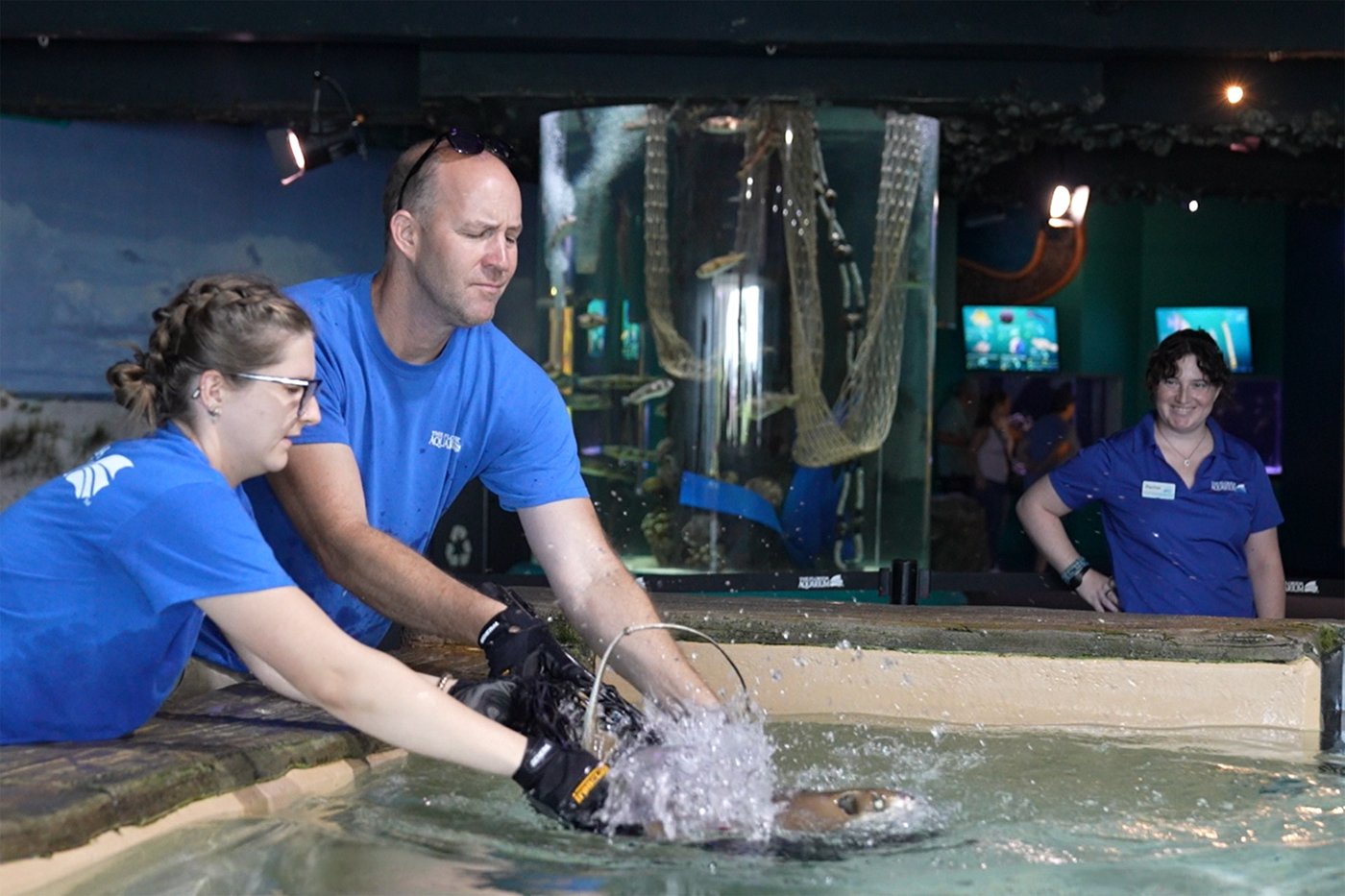 Safe! Florida Aquarium's stingrays ride out Milton in MLB Rays' ballpark tank | iNFOnews.ca