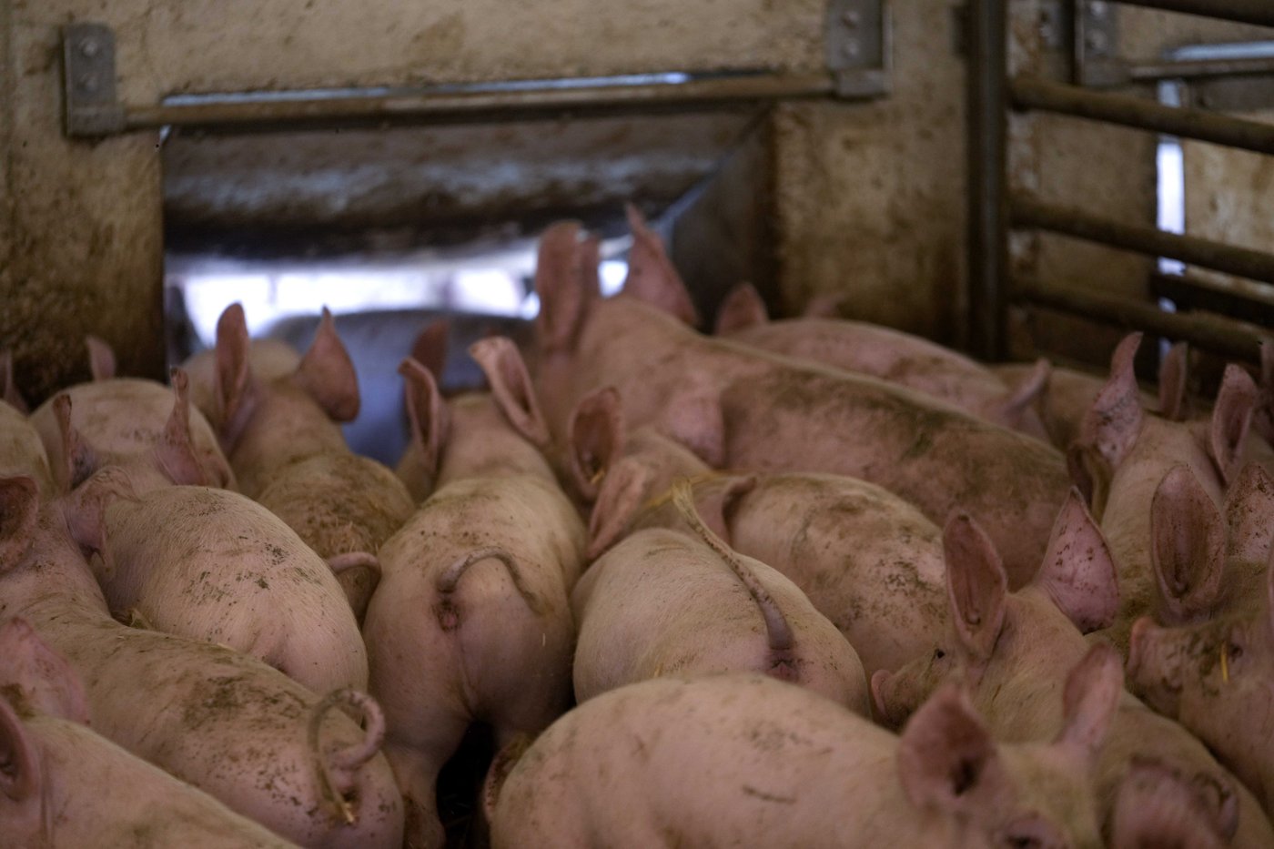 Group calls on Health Canada to make labels mandatory for gene-edited pork | iNFOnews.ca