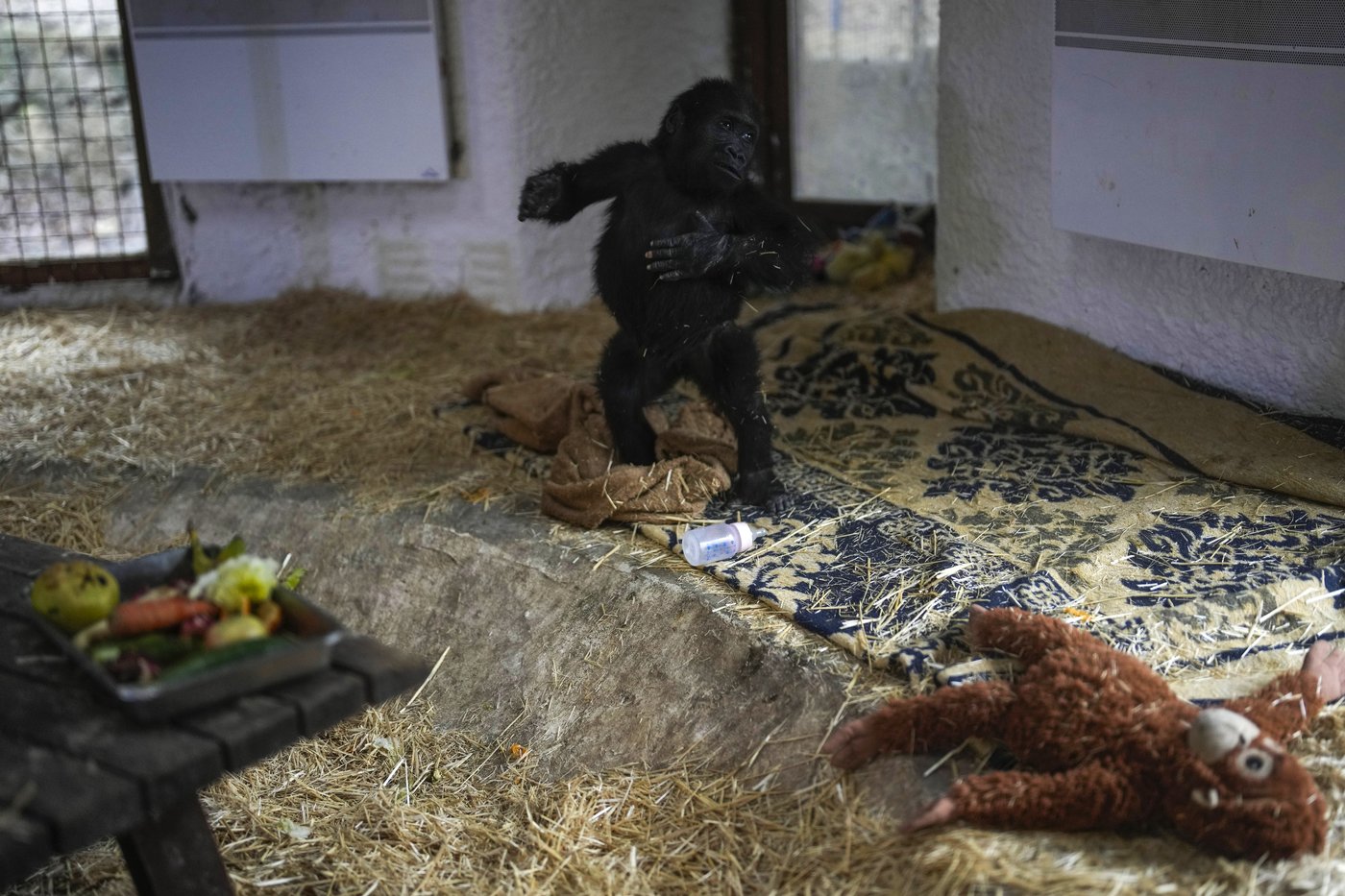 A young gorilla rescued from aircraft hold recovers at Istanbul zoo | iNFOnews.ca A young gorilla rescued from aircraft hold recovers at Istanbul zoo | iNFOnews.ca