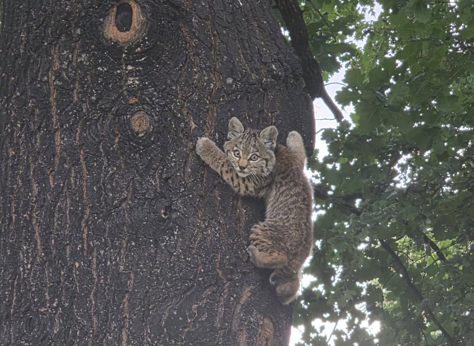 A baby bobcat clings to a tree trunk.