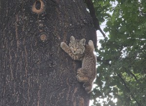 A baby bobcat clings to a tree trunk.