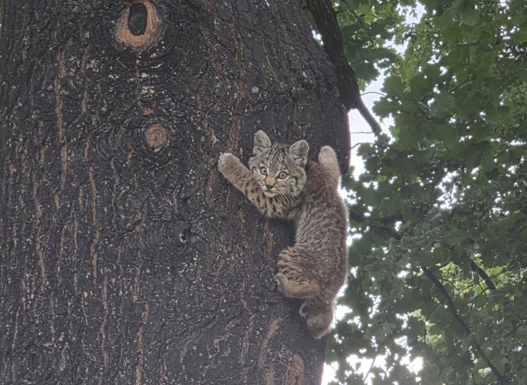 A baby bobcat clings to a tree trunk.