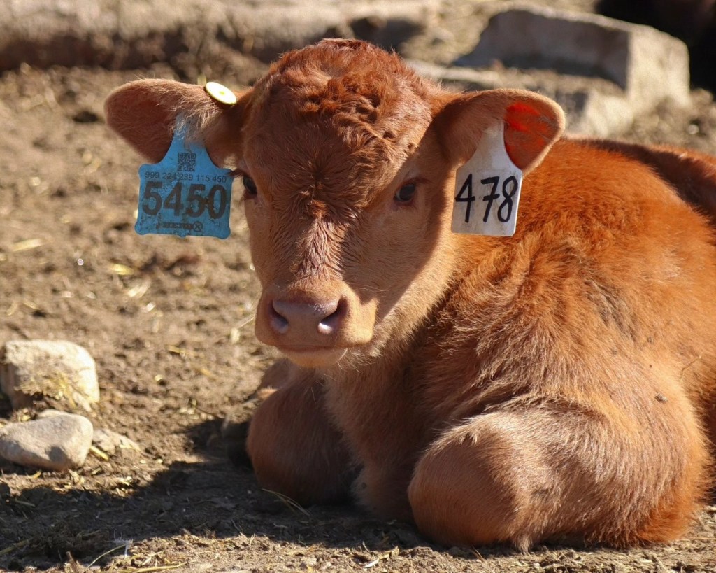 iN PHOTOS: Spring animal babies on farms in Okanagan, Kamloops | iNFOnews.ca iN PHOTOS: Spring animal babies on farms in Okanagan, Kamloops | iNFOnews.ca