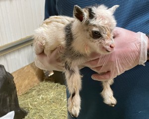 Gloved hands hold a newly born goat.