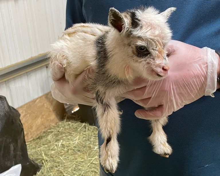 Gloved hands hold a newly born goat.