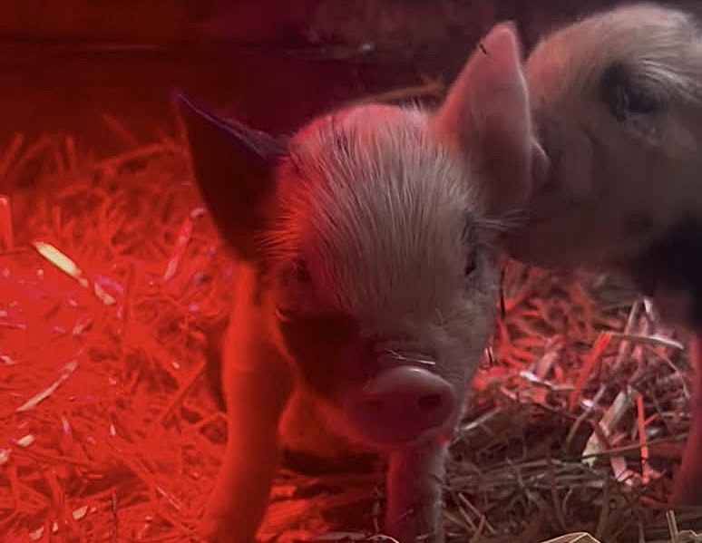 iN PHOTOS: Spring animal babies on farms in Okanagan, Kamloops | iNFOnews.ca iN PHOTOS: Spring animal babies on farms in Okanagan, Kamloops | iNFOnews.ca
