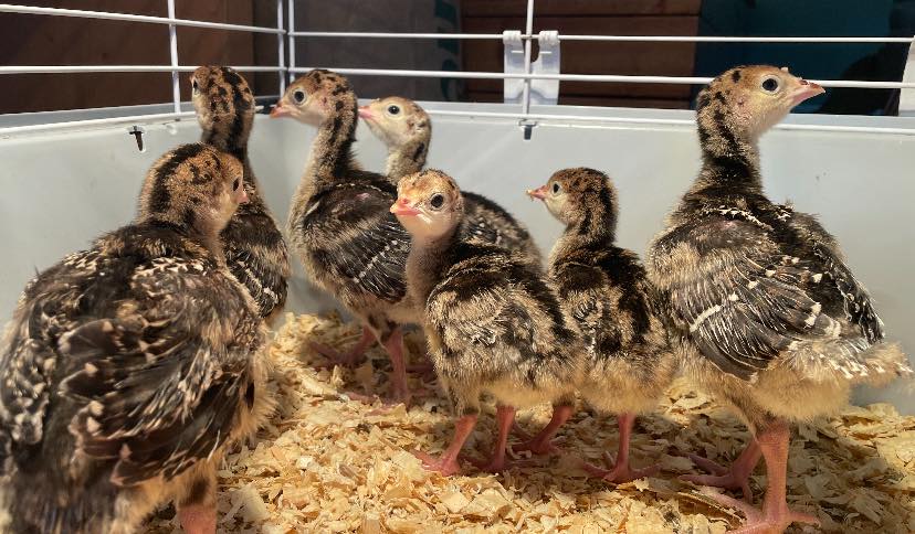 iN PHOTOS: Spring animal babies on farms in Okanagan, Kamloops | iNFOnews.ca iN PHOTOS: Spring animal babies on farms in Okanagan, Kamloops | iNFOnews.ca