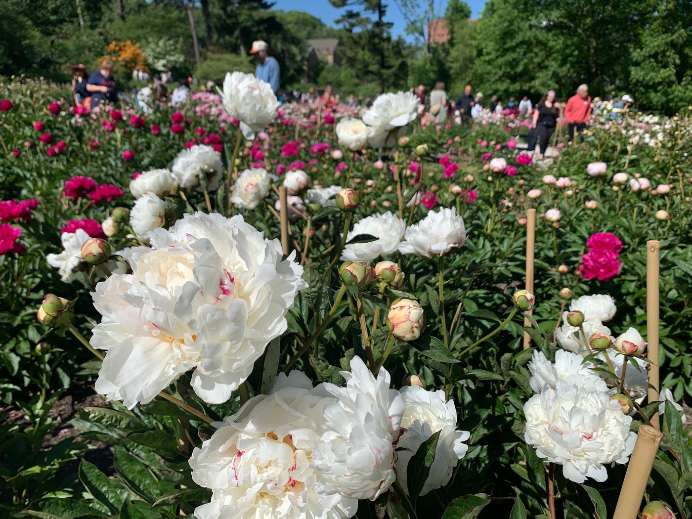 Tens of thousands are making annual peony pilgrimage to University of Michigan's garden | iNFOnews.ca Tens of thousands are making annual peony pilgrimage to University of Michigan's garden | iNFOnews.ca