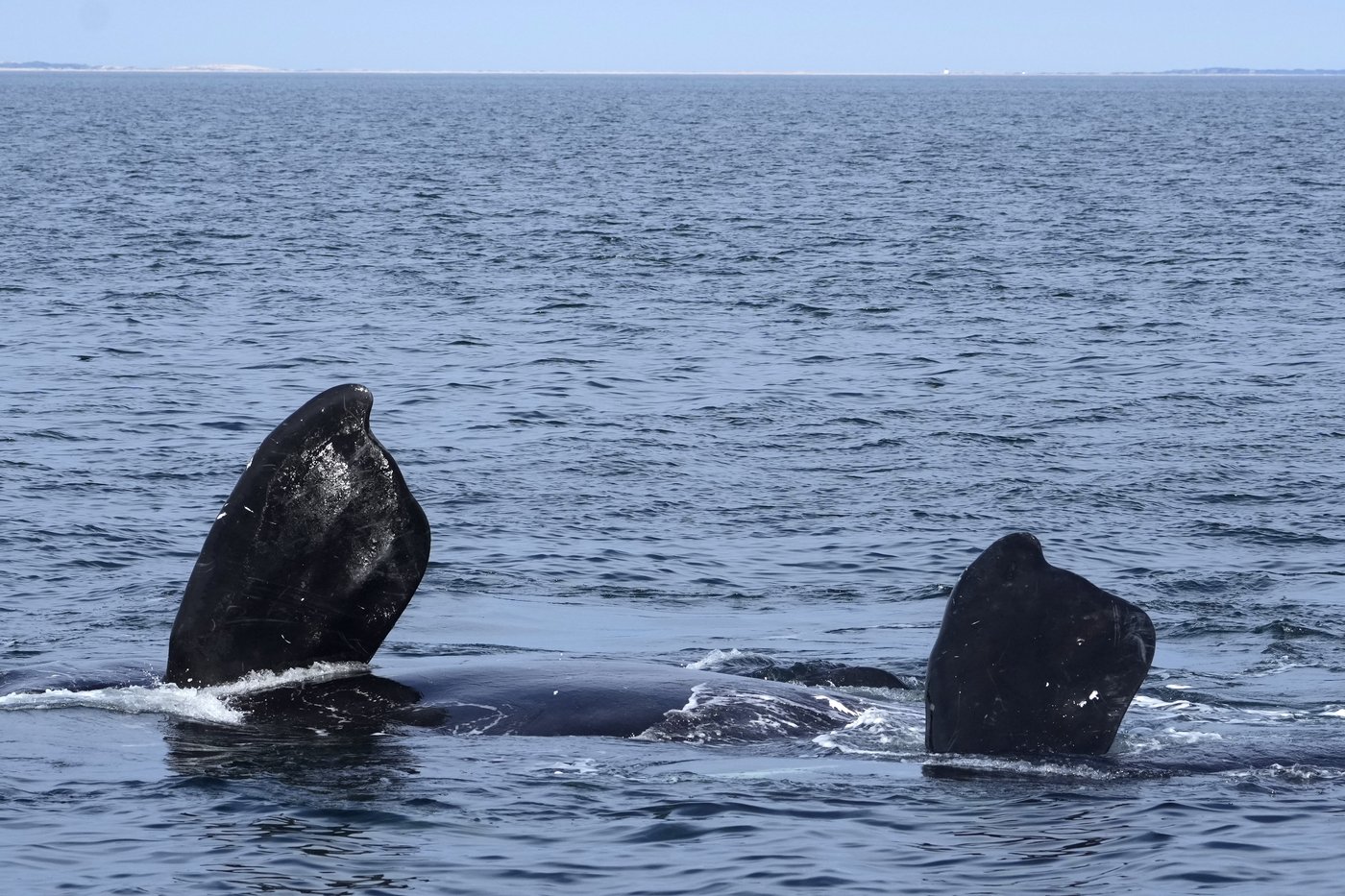 Internal DFO memo warns Trump-backed bill threatens right whale survival | iNFOnews.ca Internal DFO memo warns Trump-backed bill threatens right whale survival | iNFOnews.ca