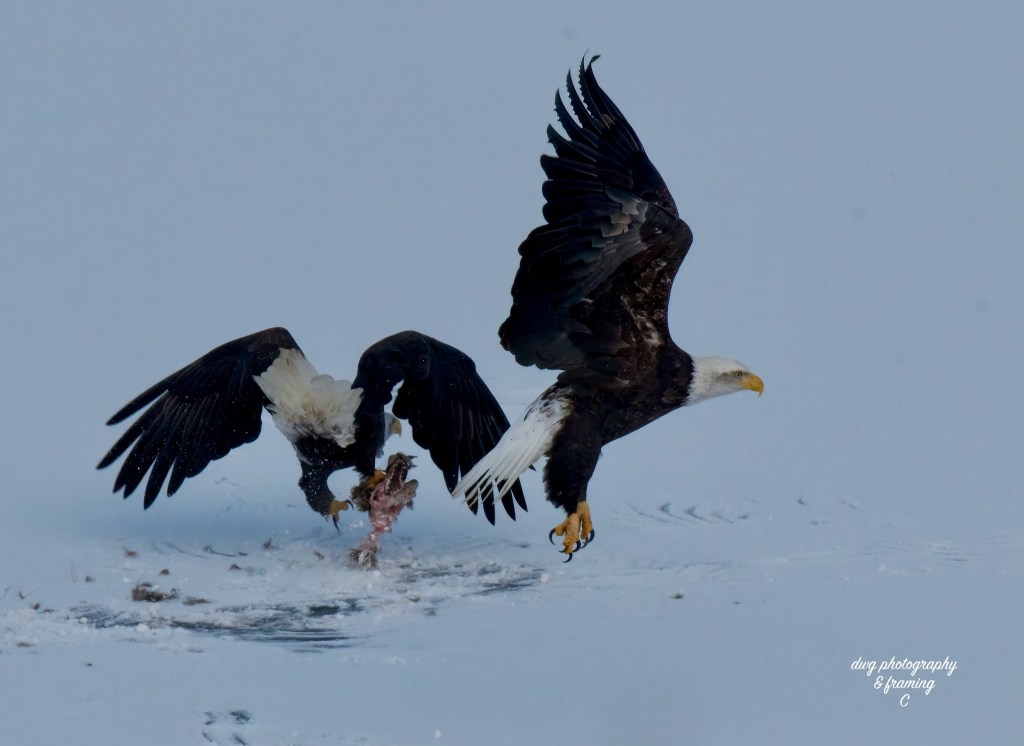 iN PHOTOS: Hungry predators on the hunt in Okanagan, Kamloops | iNFOnews.ca