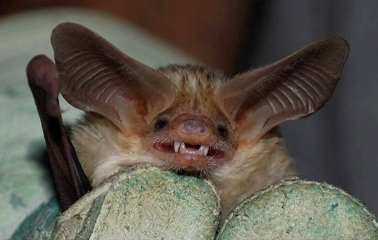 The image shows a close up of a brown bat being held in a gloved hand.