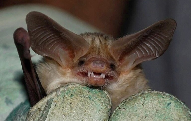 The image shows a close up of a brown bat being held in a gloved hand.
