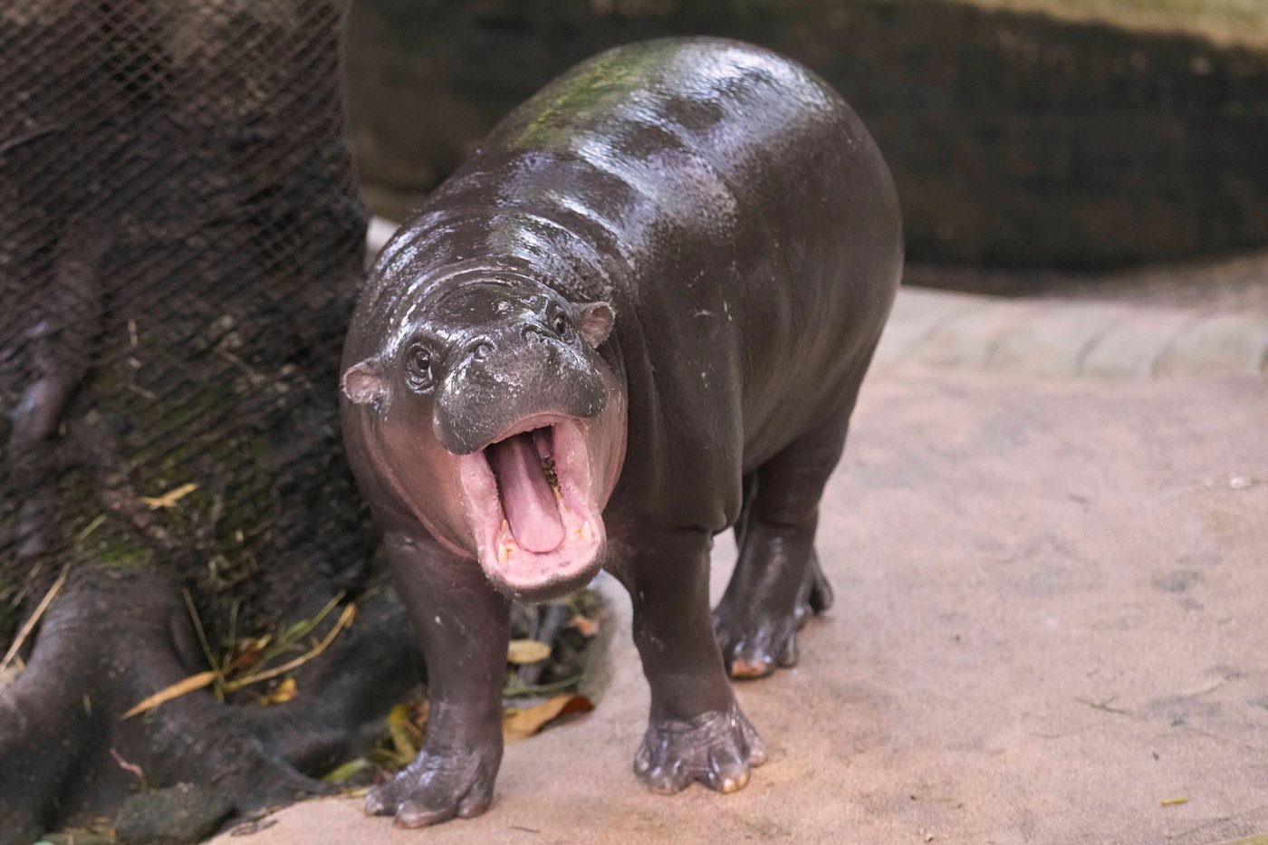 Man arrested after climbing into pygmy hippo Moo Deng's enclosure at Thai zoo | iNFOnews.ca