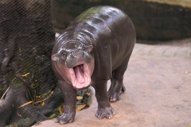 Man arrested after climbing into pygmy hippo Moo Deng's enclosure at Thai zoo | iNFOnews.ca