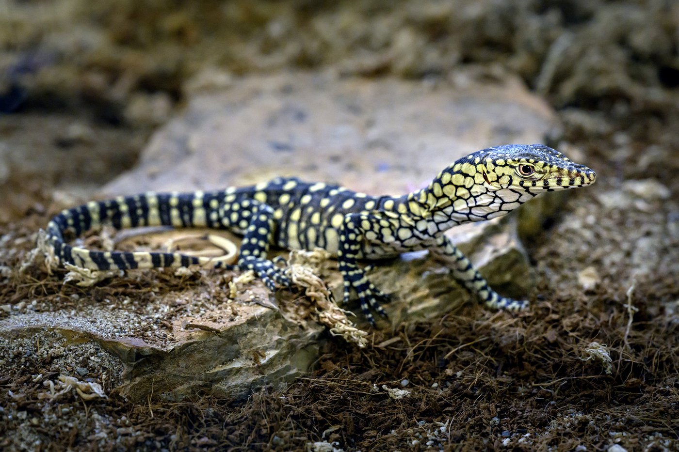 LA Zoo hatches first-ever perentie lizards, one of largest lizard species in the world | iNFOnews.ca LA Zoo hatches first-ever perentie lizards, one of largest lizard species in the world | iNFOnews.ca