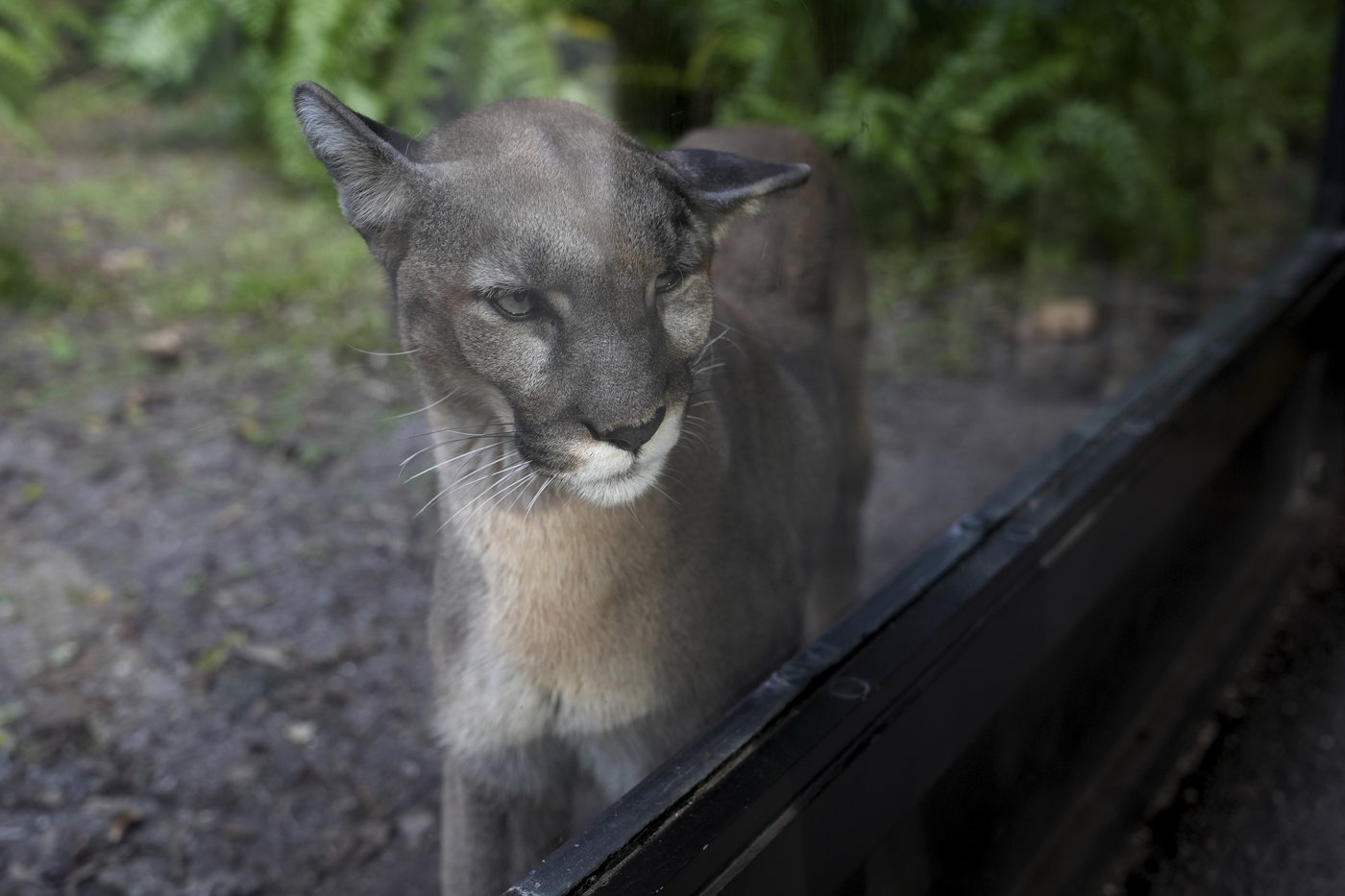 Many animals and plants are losing their genetic diversity, making them more vulnerable | iNFOnews.ca