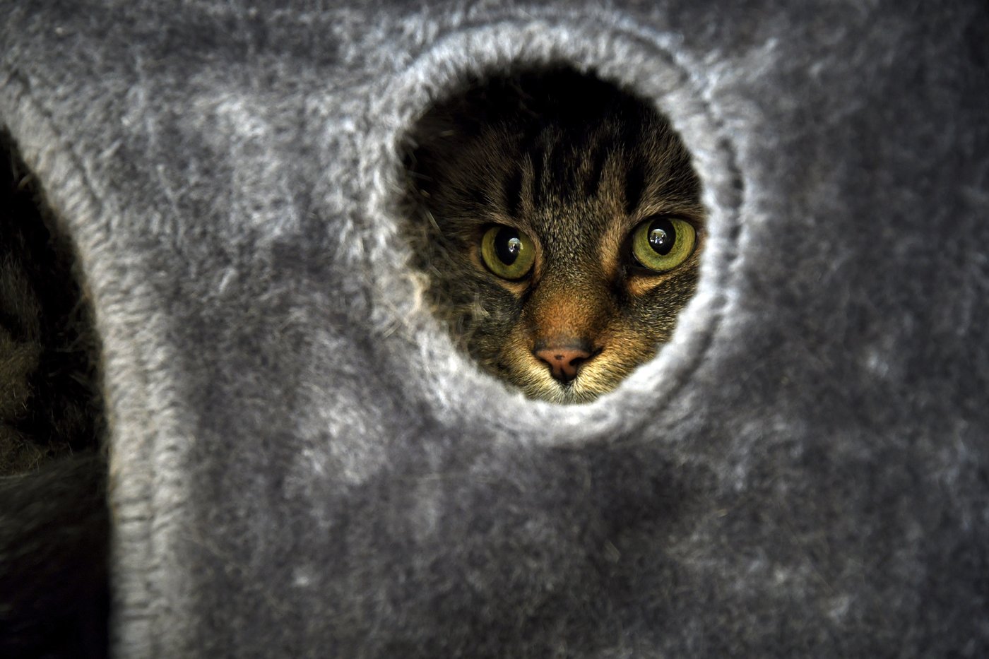 These colleges are welcoming pets in dorms to reduce students' stress and anxiety | iNFOnews.ca These colleges are welcoming pets in dorms to reduce students' stress and anxiety | iNFOnews.ca