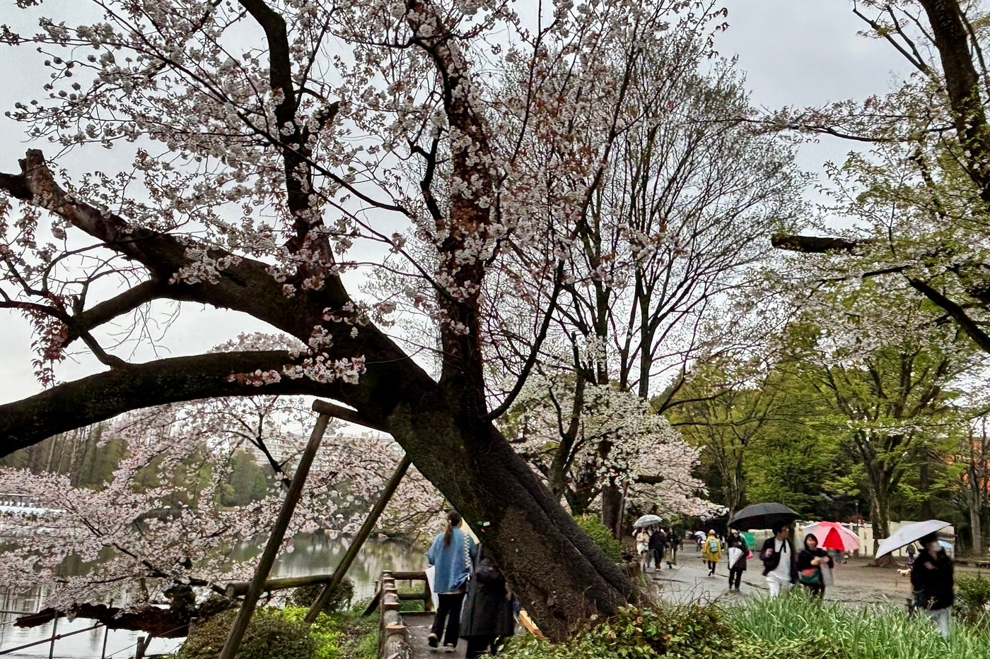 Collapse of Tokyo's aging cherry blossom trees during viewing season raises safety concerns | iNFOnews.ca