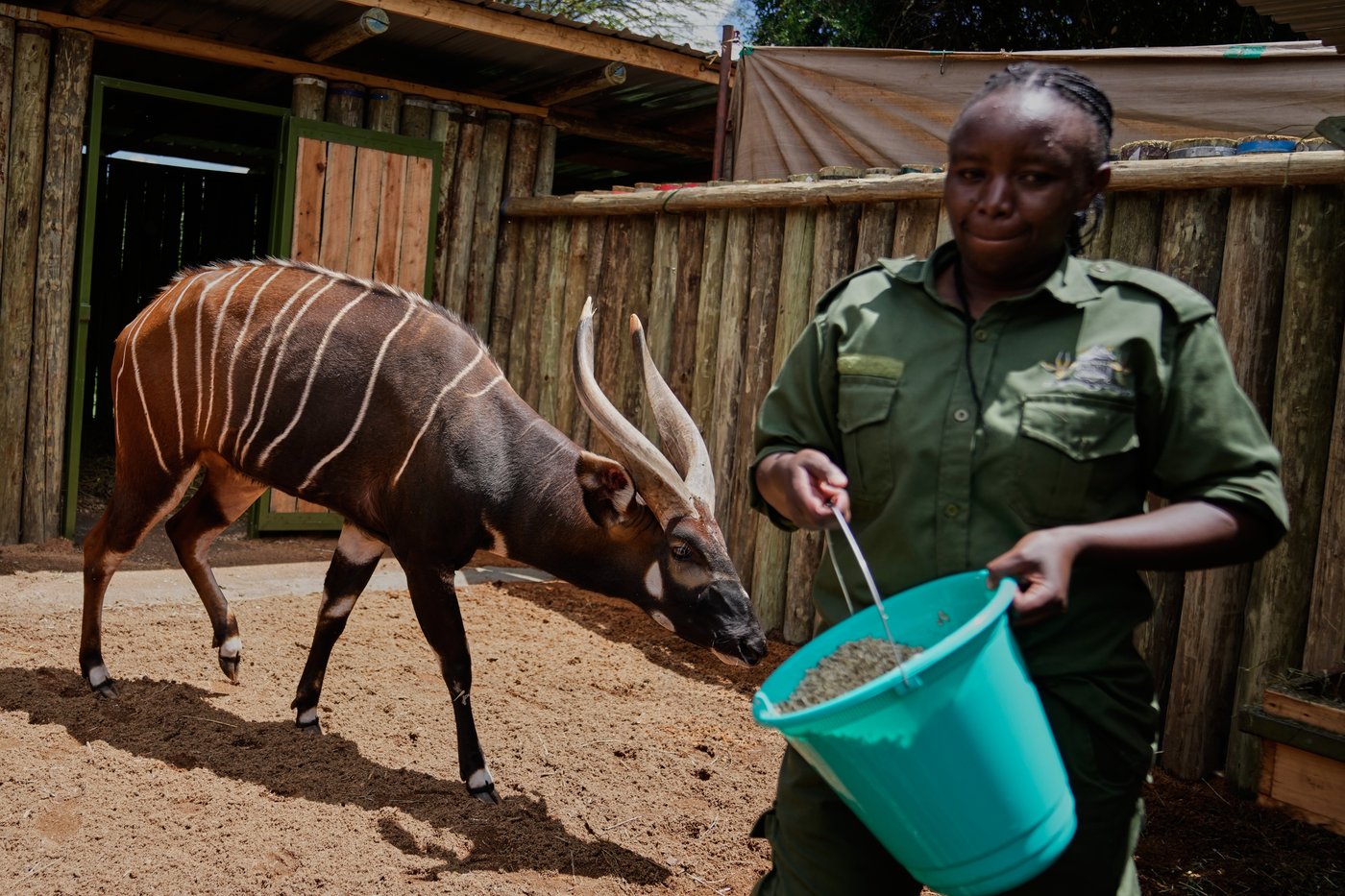 The ‘ghost of the forest’ makes a comeback in Kenya, in photos | iNFOnews.ca