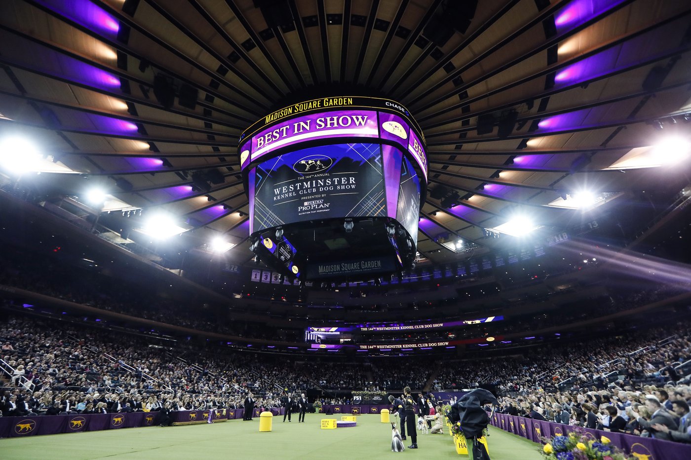 Dog Show 101: What's what at the Westminster Kennel Club | iNFOnews.ca