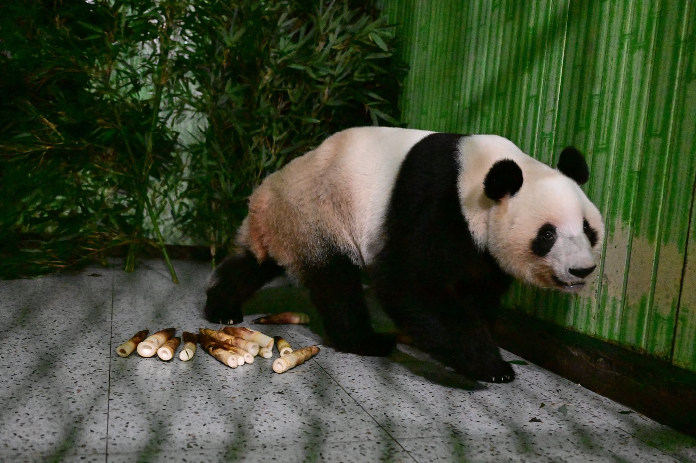Japan's last pair of pandas have arrived back in China | iNFOnews.ca Japan's last pair of pandas have arrived back in China | iNFOnews.ca