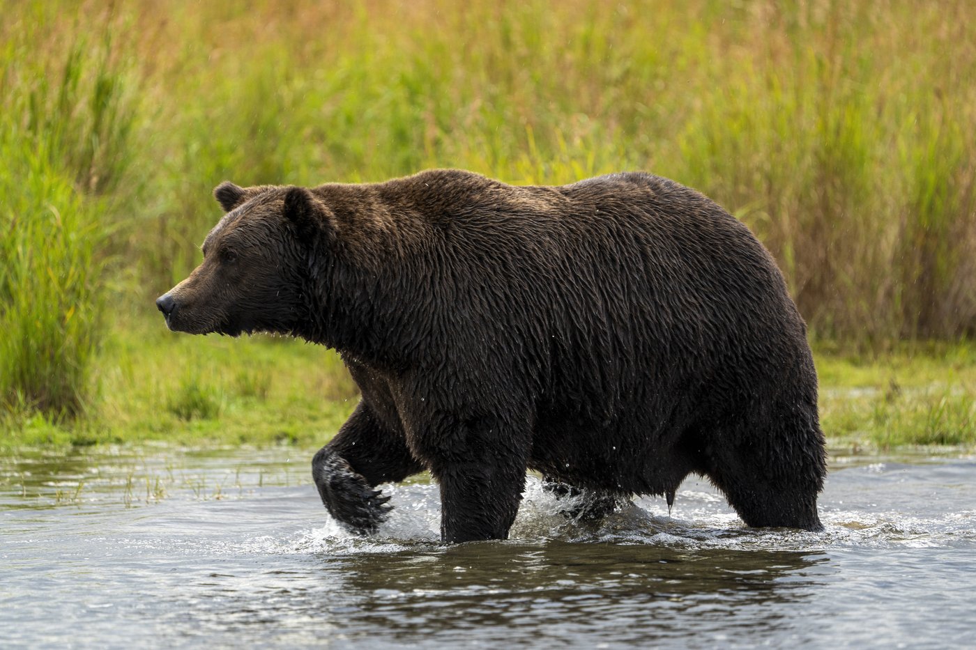 Online voting in Alaska's Fat Bear Week contest starts after an attack killed 1 contestant | iNFOnews.ca