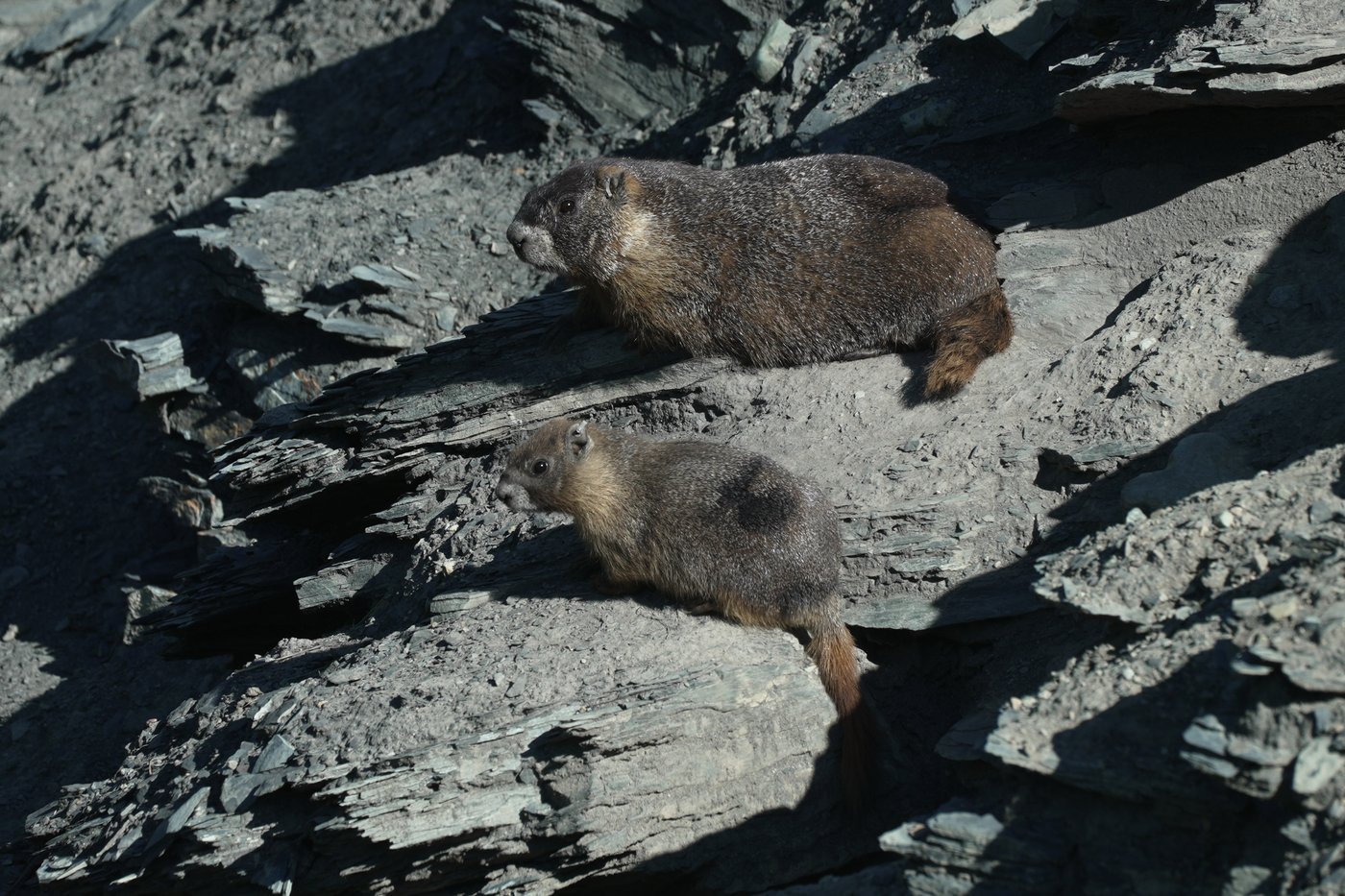 Move over bears. Fat Marmot Week puts a spotlight on the alpine rodents | iNFOnews.ca