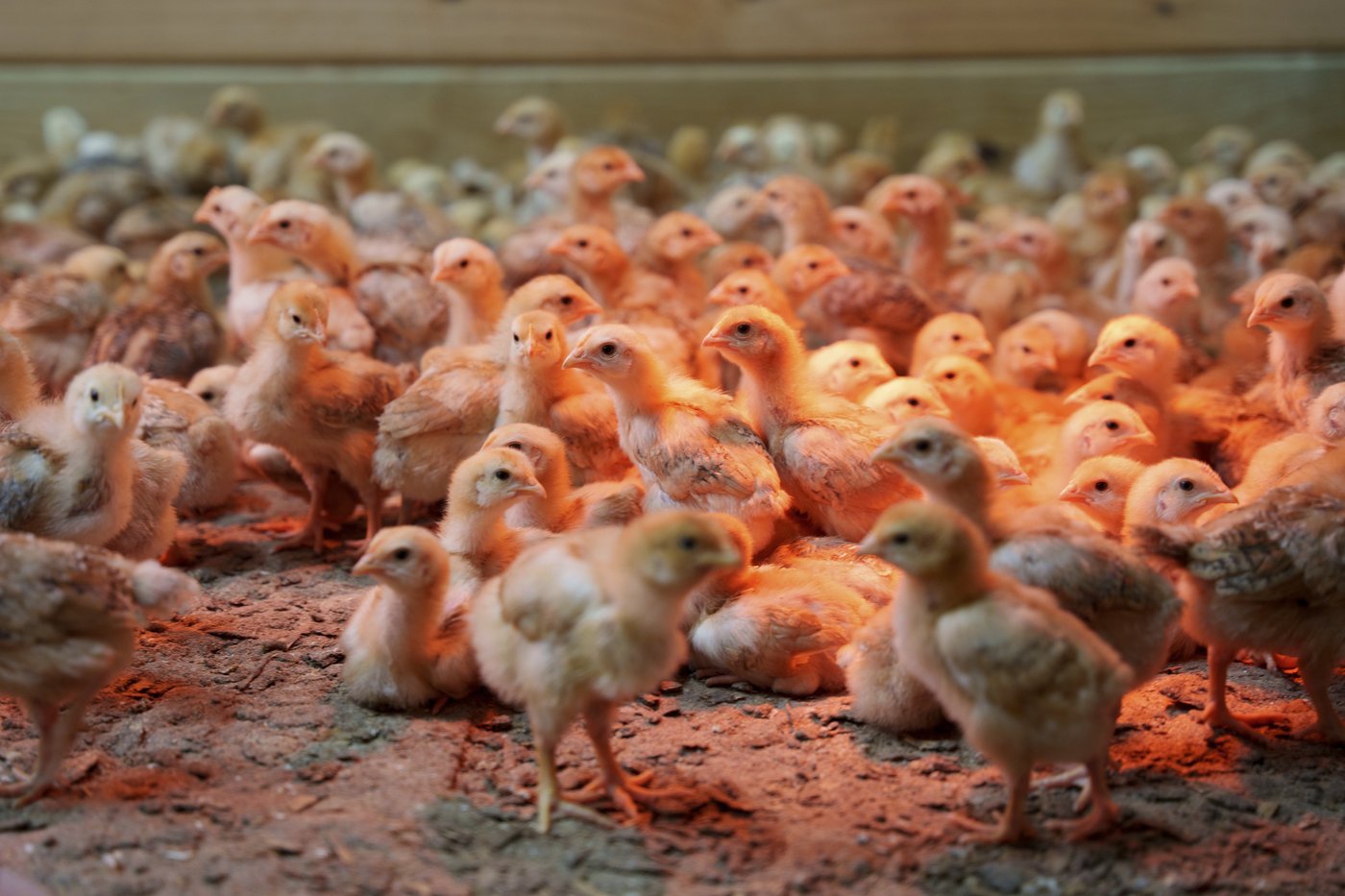 Thousands of chicks found abandoned in USPS truck have been adopted | iNFOnews.ca