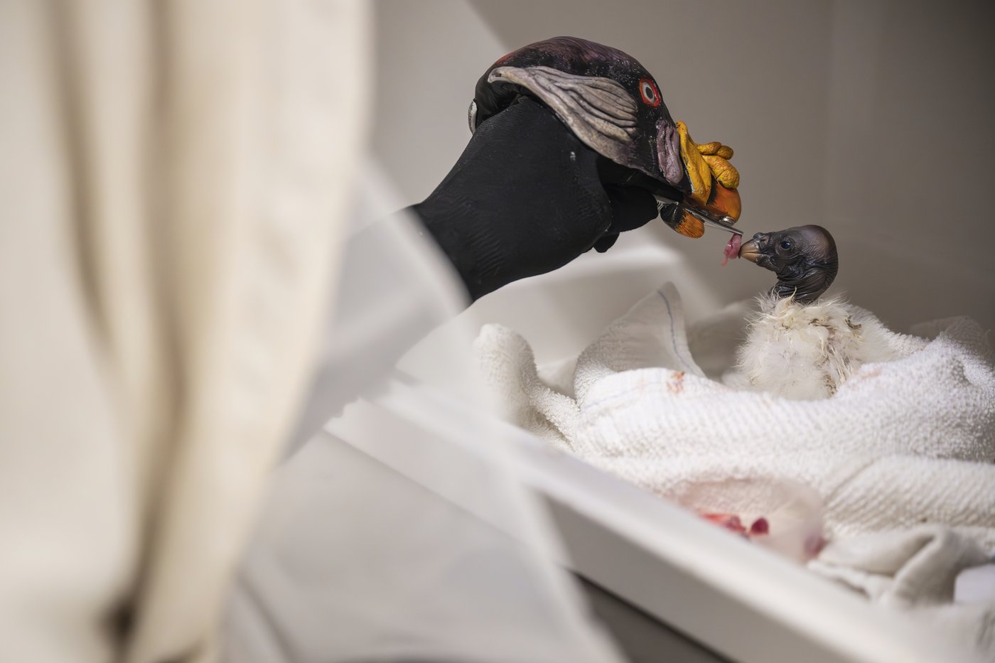 Why a New York zoo is feeding a baby vulture with a hand puppet | iNFOnews.ca