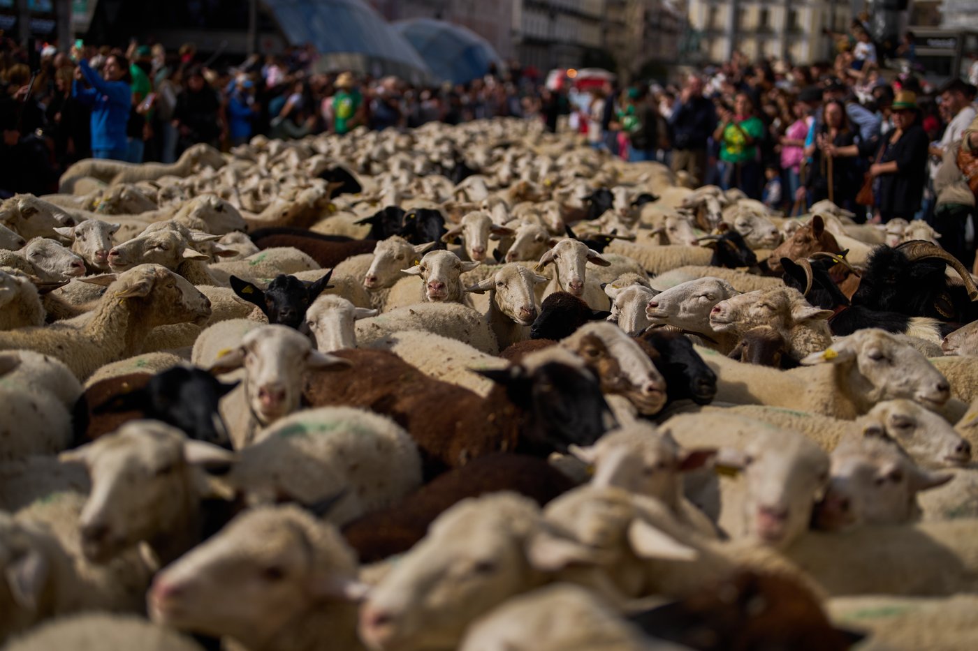 Shepherds steer their flocks during a Madrid festival, in photos | iNFOnews.ca
