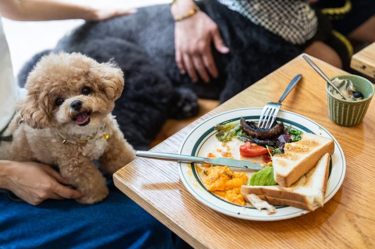 Hong Kong eateries welcome dogs in a step to promote a pet-friendly society | iNFOnews.ca