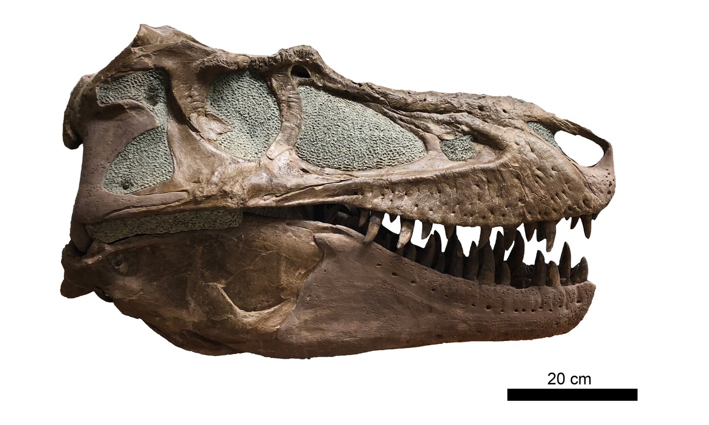 Remains of dinosaur skull found in B.C. campground belonged to T. rex 'great-uncle' | iNFOnews.ca