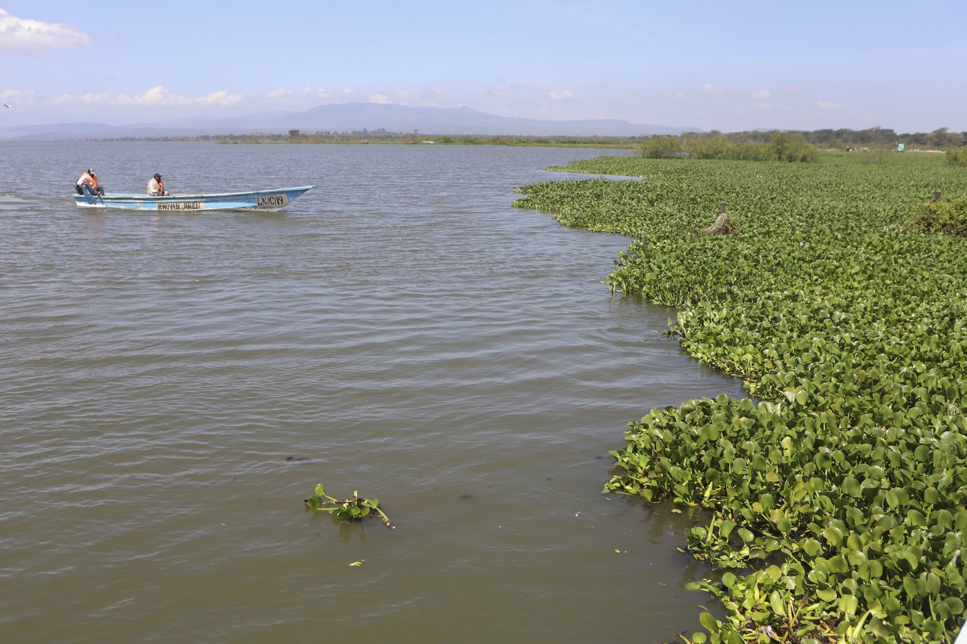How the invasive water hyacinth is threatening fishermen's livelihoods on a popular Kenyan lake | iNFOnews.ca