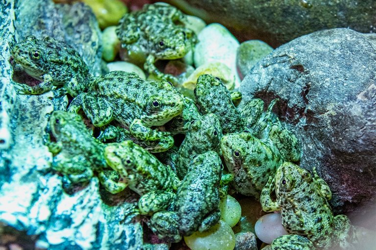 A California frog is on the brink of extinction. Long Beach’s aquarium has a plan to save it | iNFOnews.ca