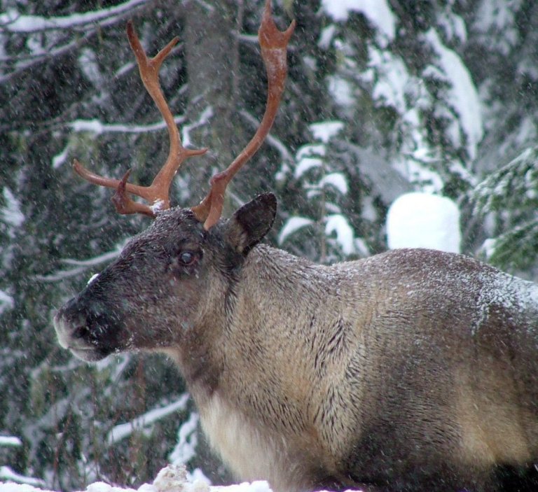 B.C. allowed logging in caribou habitat despite its own ministry's recommendation | iNFOnews.ca