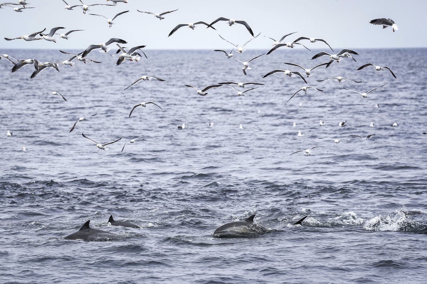 As Trump pares back ocean protections, California weighs expanding them | iNFOnews.ca