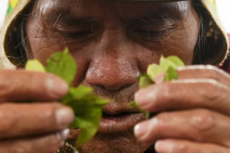 Coca leaves remain a source of work, faith and identity in Bolivia | iNFOnews.ca