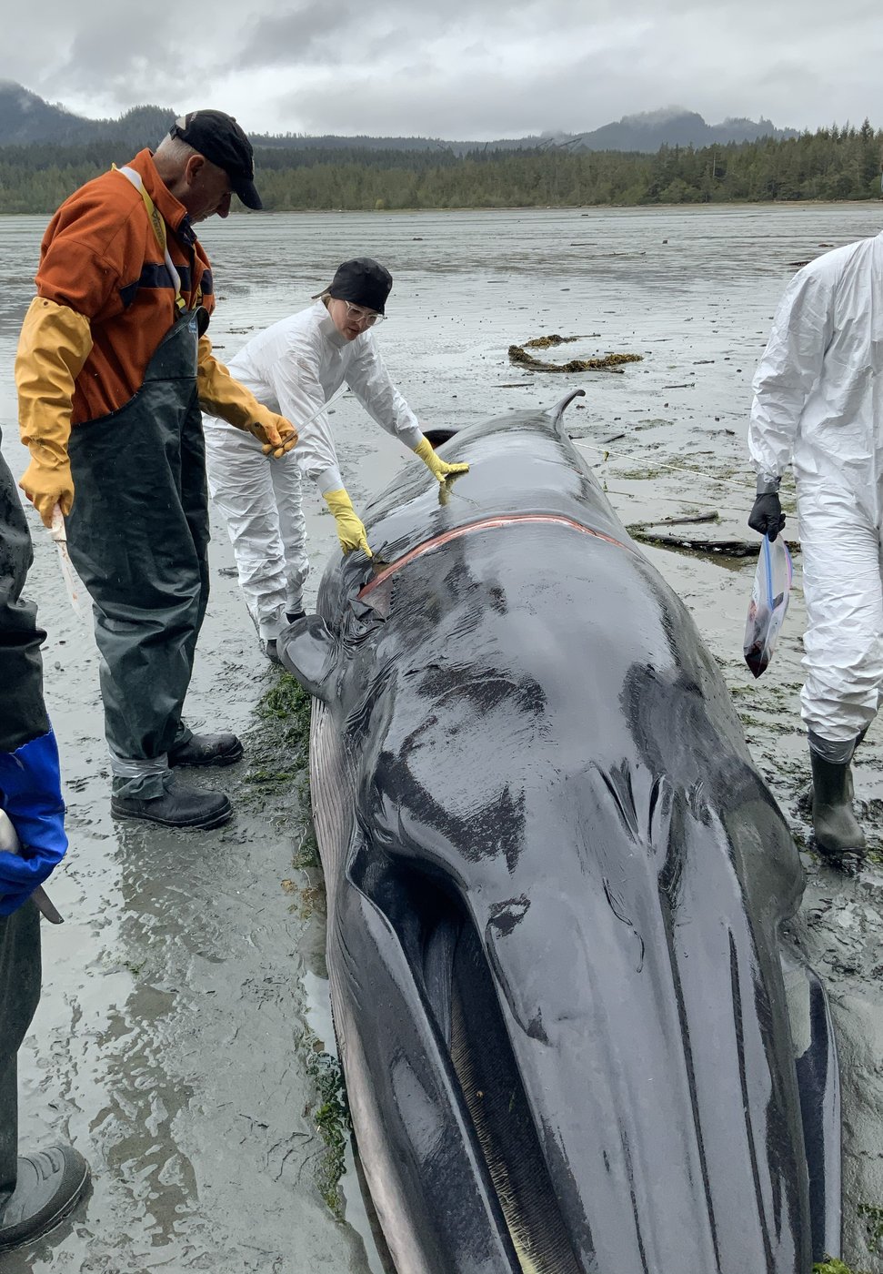 For B.C. whale coroner, a gruesome duty to 'revered' animals approached with humility | iNFOnews.ca For B.C. whale coroner, a gruesome duty to 'revered' animals approached with humility | iNFOnews.ca