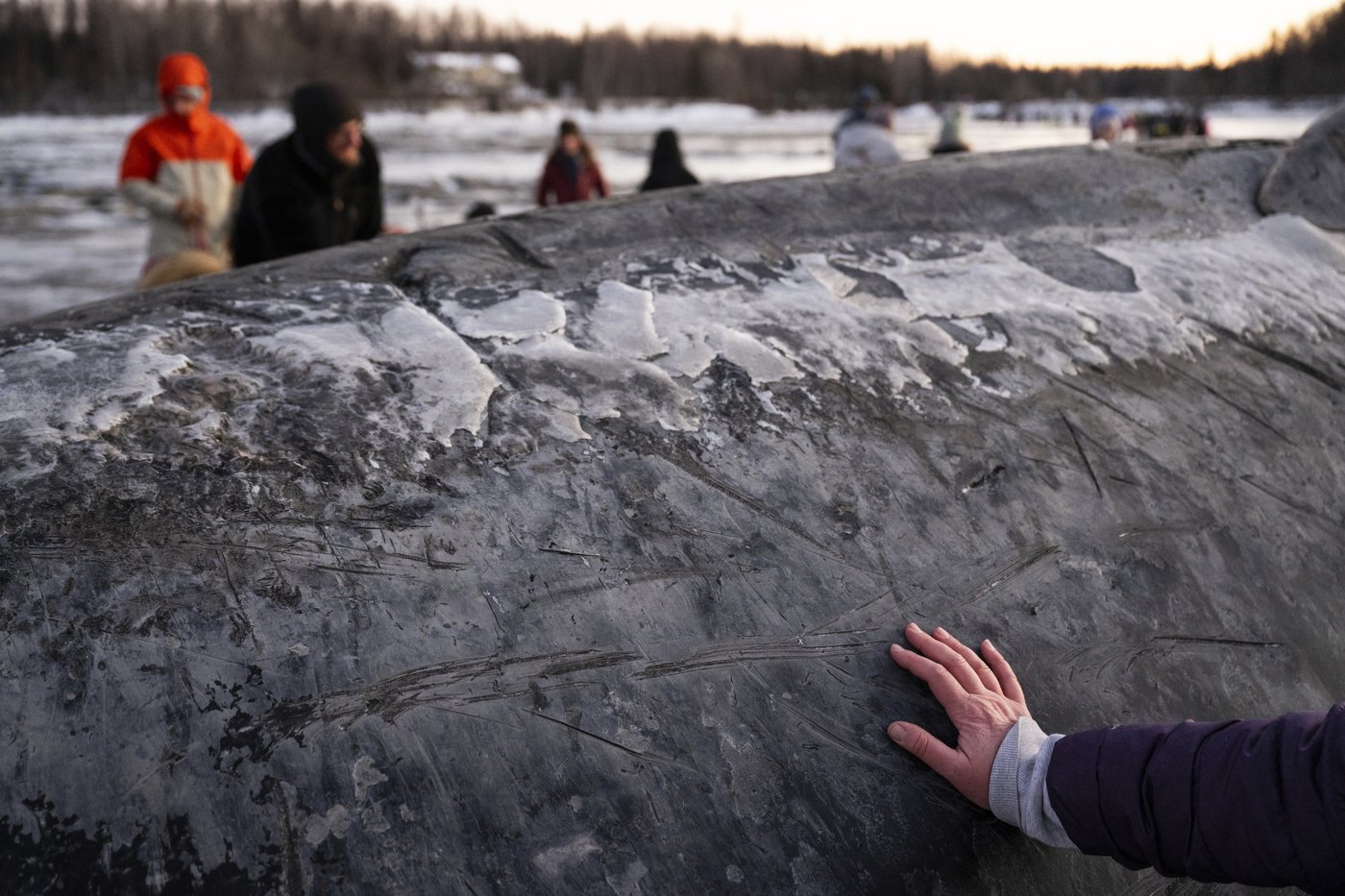 Carcass of endangered fin whale washes up near Alaska's largest city | iNFOnews.ca