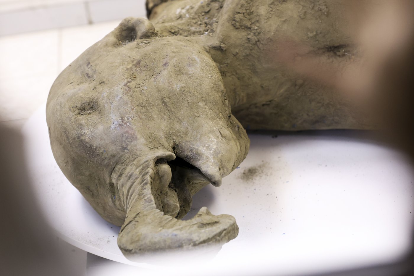 Baby mammoth preserved for 50,000 years is unveiled in Russia's Siberia | iNFOnews.ca