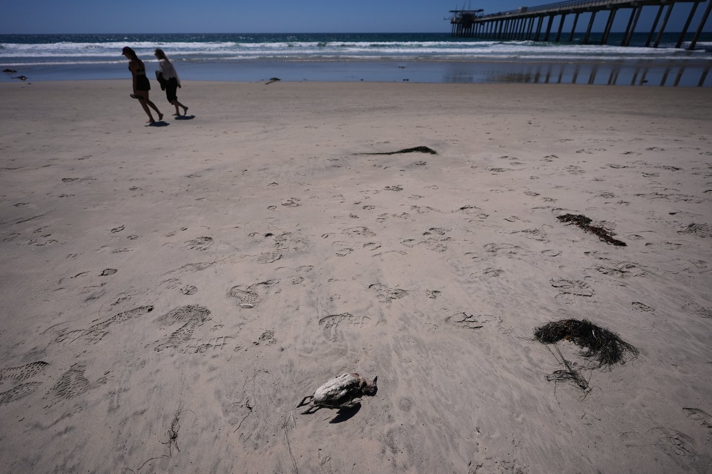A marine heat wave caused seabird deaths off California. El Nino could worsen the die-off | iNFOnews.ca