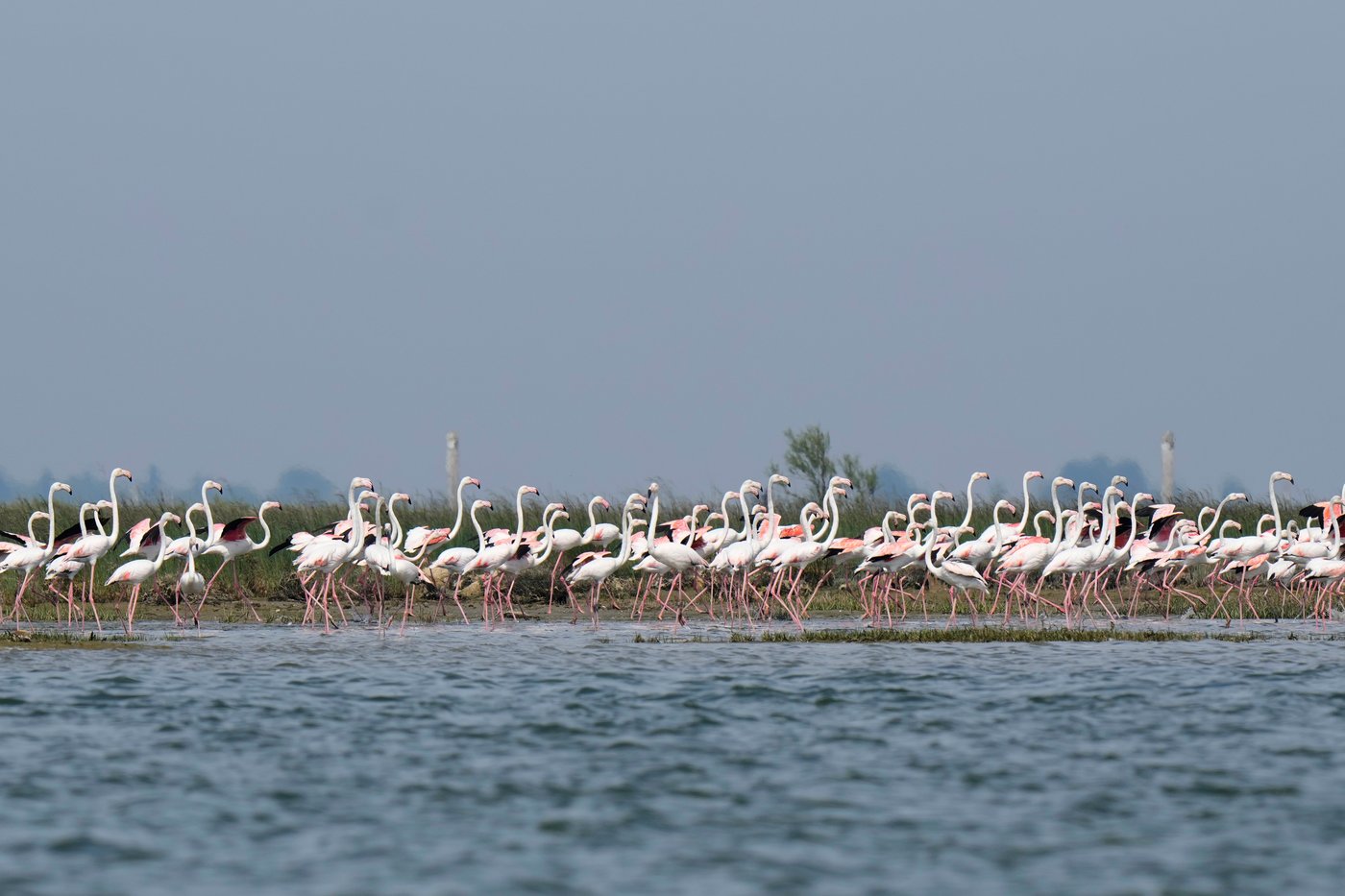 Venice’s growing flamingo population finds refuge in recovering wetlands | iNFOnews.ca