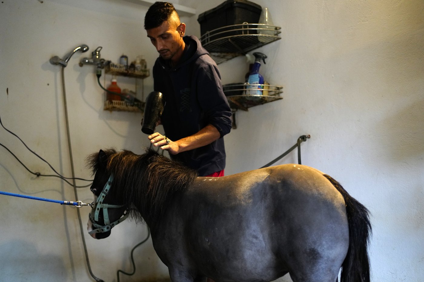 Greece's only miniature therapy horses bring joy to many, but their charity is struggling | iNFOnews.ca