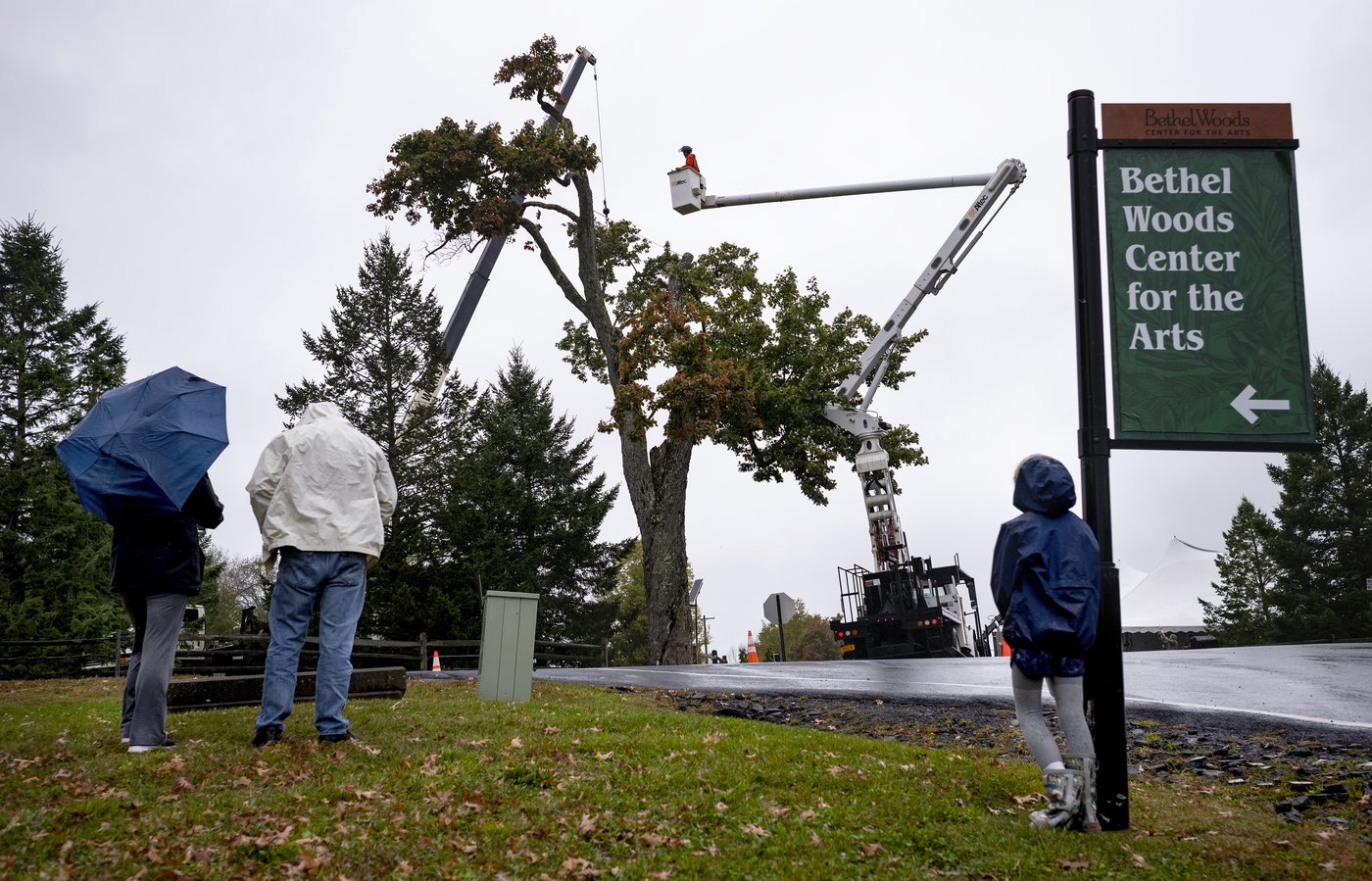 Aging and ailing, 'Message Tree' at Woodstock concert site is reluctantly cut down | iNFOnews.ca