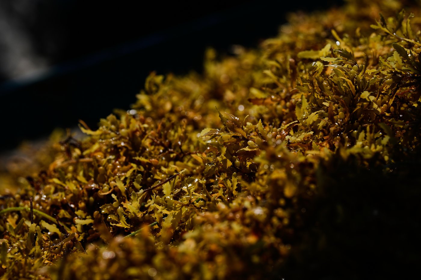 A blanket of seaweed smothers coastlines from the Caribbean to Mexico | iNFOnews.ca