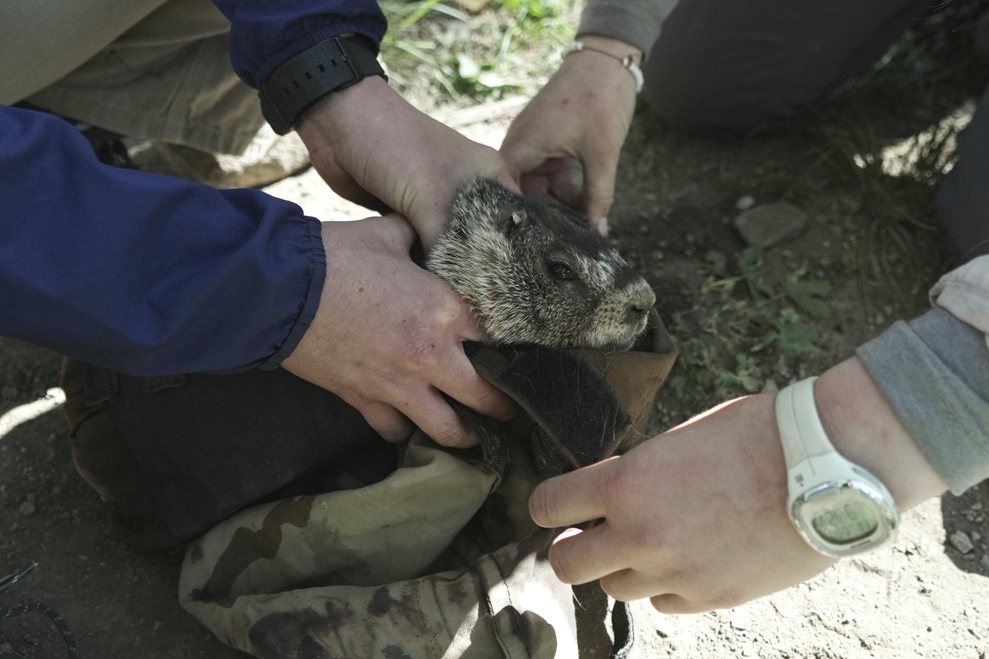 Move over bears. Fat Marmot Week puts a spotlight on the alpine rodents | iNFOnews.ca